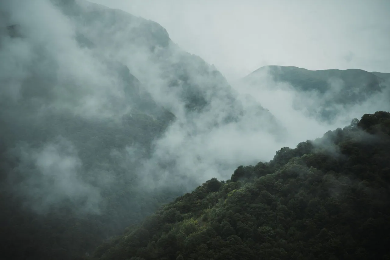 Forest landscape
